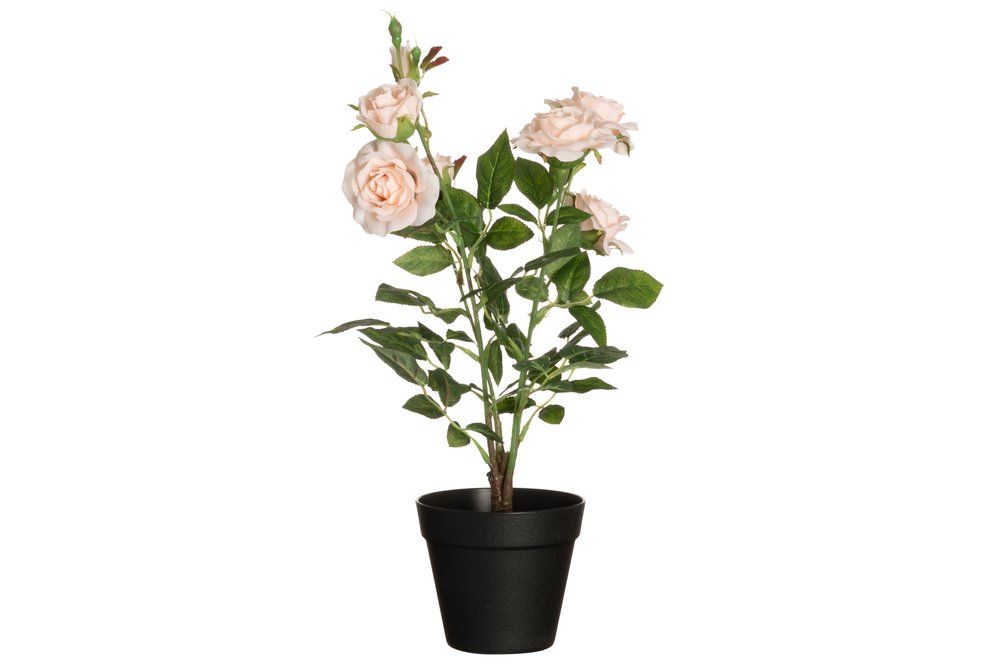 Konstgjorda Rosor (Champagne)